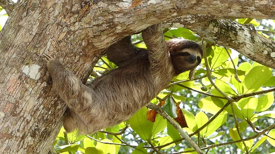 bicho preguica pendurado numa arvore