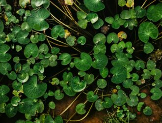 green skills